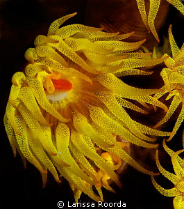 "Sunflower"  coral polyp by Larissa Roorda 